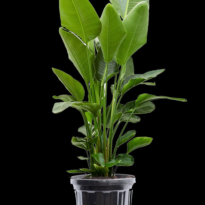 0c7b238b-eec1-4af0-894f-ade4af5d69c9-vrijstaandbeeld.jpg (7775507)