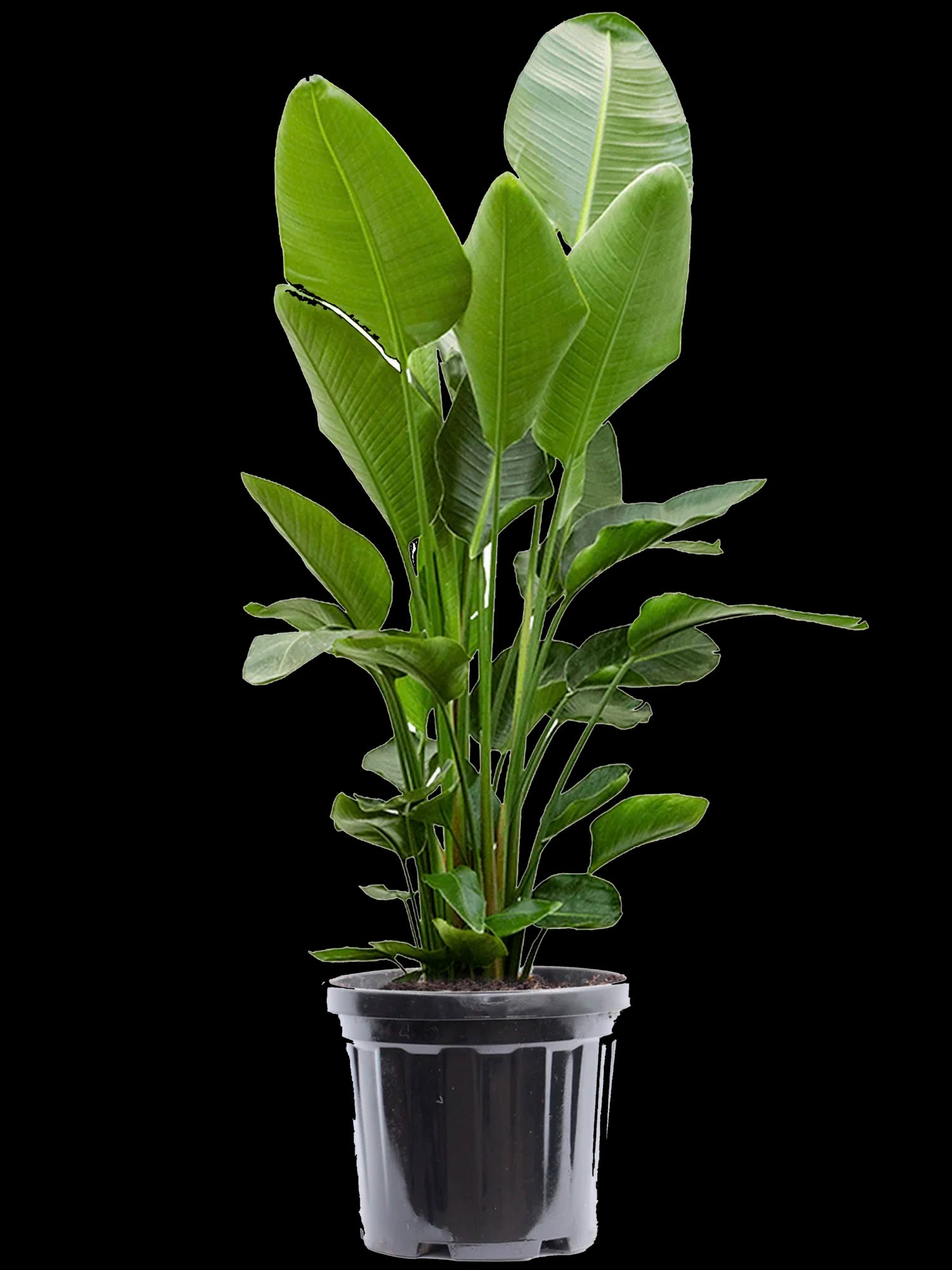 0c7b238b-eec1-4af0-894f-ade4af5d69c9-vrijstaandbeeld.jpg (7775507)