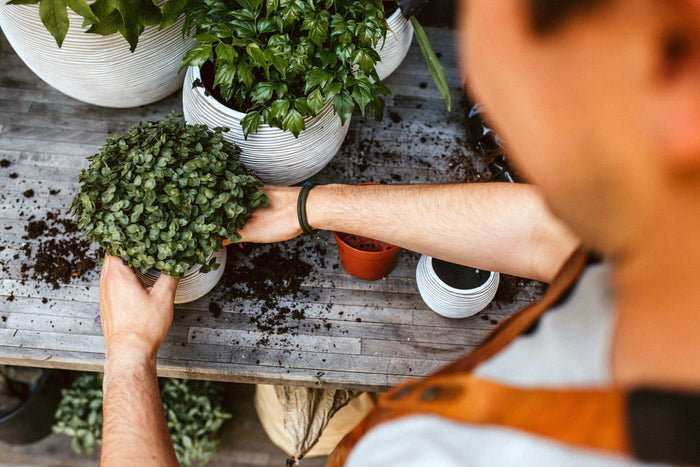 aaedecc6-0c72-4808-b84f-e6468de3e5c1-afbeelding3.jpg (7805430)