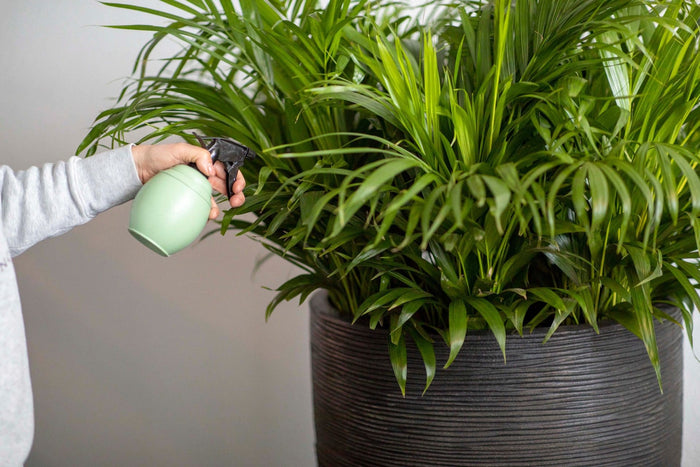 Xala - Plantenspuit Chai 0,5L - Oud groen