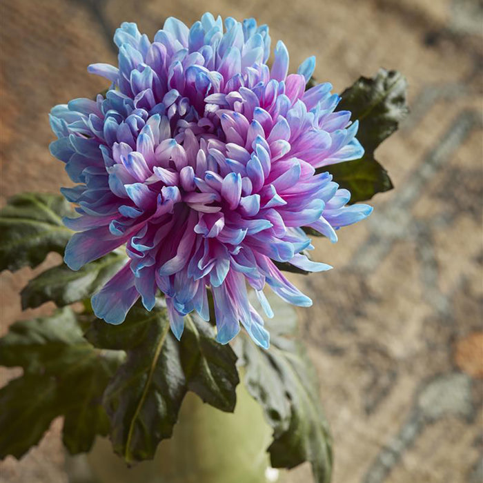 Ariadne At Home Drawn Dekbedovertrek 240 x 200/220 cm - Zand