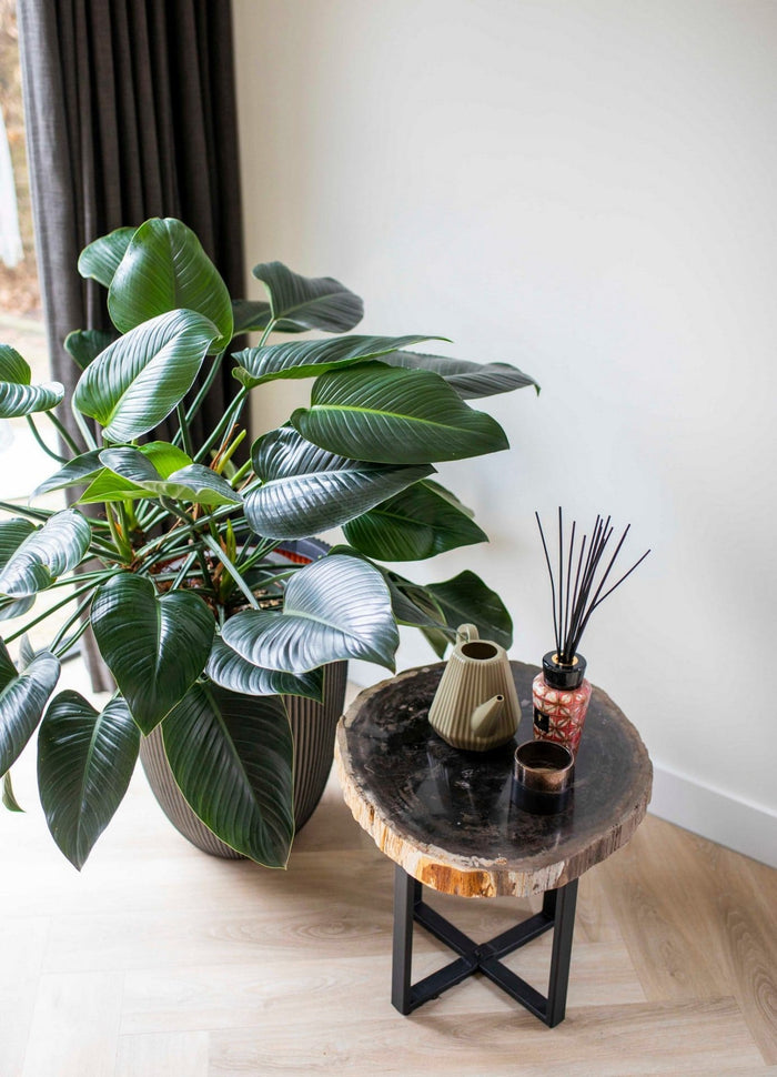 Xala Gieter Doppio Groove 2L - 28x16x17 - Olijfgrijs