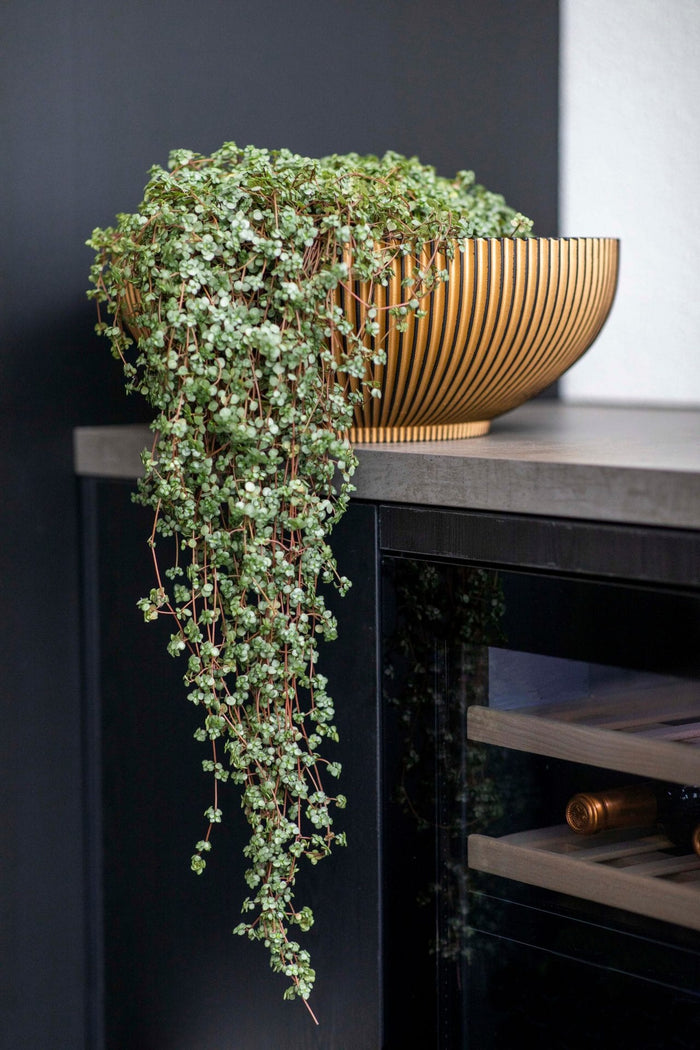 03722817-a684-4859-9e49-40afaf0399e4-afbeelding4.jpg (7904383)