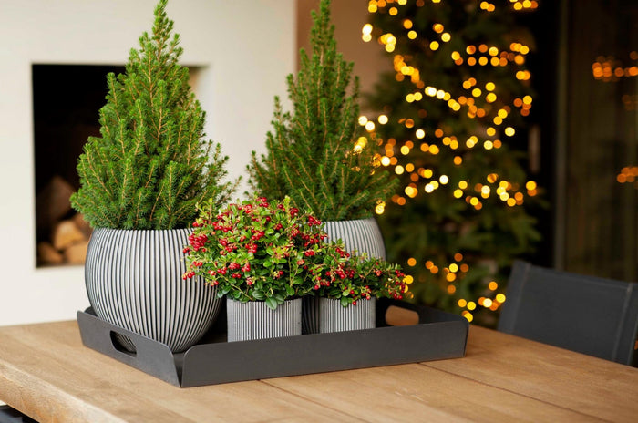 05bdc8c0-8d1c-4c8e-8406-95b0b3ea6f6f-afbeelding5.jpg (7904530)