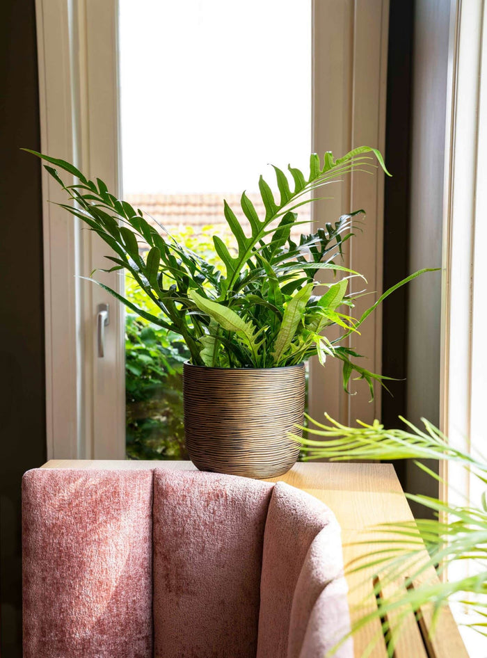 4a912c52-310e-4625-9604-43d05e78e565-sfeerbeeld.jpg (7904561)