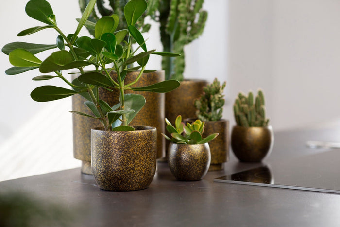 0f4613b5-10b8-43bc-ade4-f54c245feaec-afbeelding5.jpg (7904687)