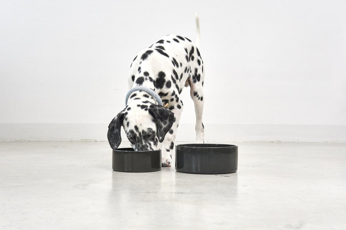 MiaCara Scodella hondenvoerbak small Greige