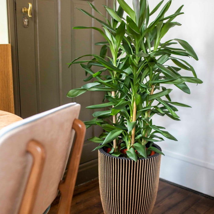 Capi Europe - Vaas elegant laag Groove NL - 34x46 - Goud