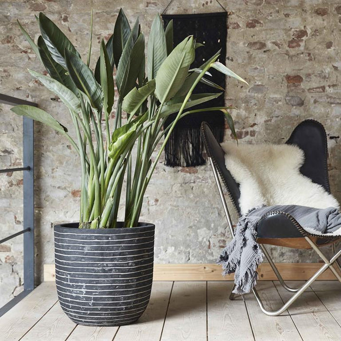 Capi Europe Nature Row Egg Planter Bloempot 35 cm