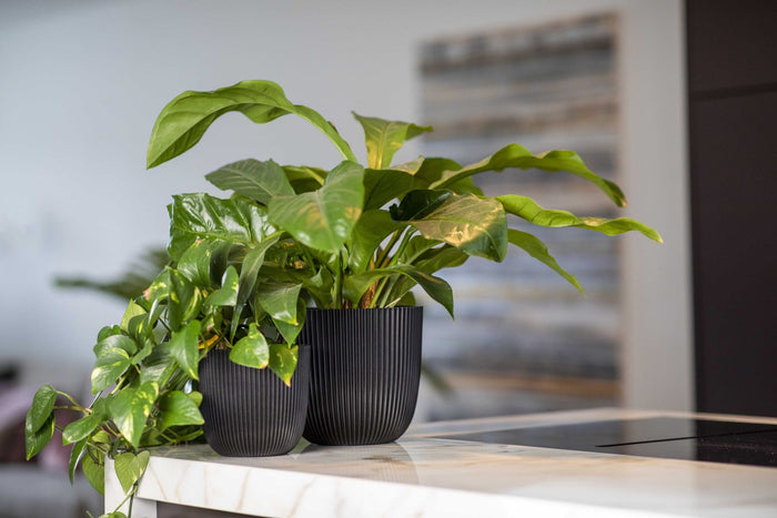 1ead9a96-96df-4794-a904-a79da0e59c83-sfeerbeeld.jpg (9158531)