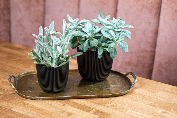 Capi Europe - Pot bol Groove 'made with' - Set M - Textiel zwart