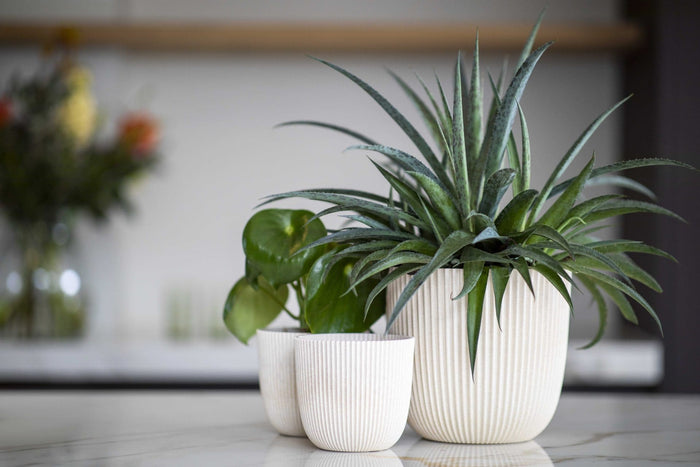 0f8a01ee-5818-49dd-ada5-3a104cbbf48c-afbeelding3.jpg (9158538)