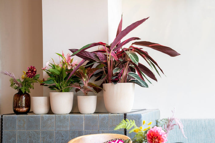 0f8a01ee-5818-49dd-ada5-3a104cbbf48c-afbeelding5.jpg (9158540)