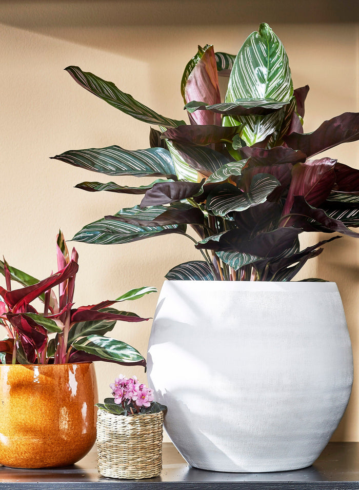 0143d88c-4fd7-4c75-84ea-8a22cf6b1a73-afbeelding7.jpg (9187560)