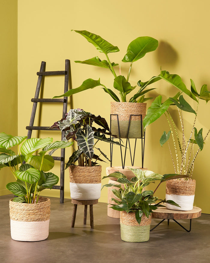 8c997a0c-fd97-4491-bfa9-145f86dd2720-afbeelding7.jpg (9189542)