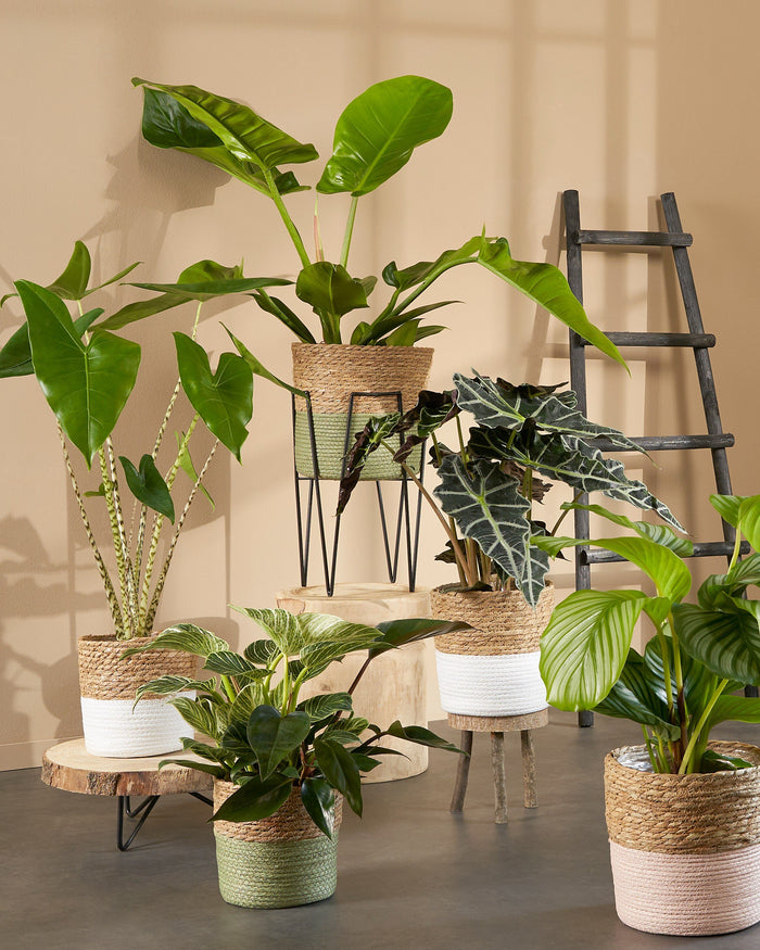 8c997a0c-fd97-4491-bfa9-145f86dd2720-afbeelding8.jpg (9189546)