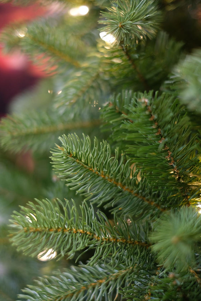 Bayberry kunstkerstboom - 183 cm - groen - Ø 122 cm - 1.005 tips