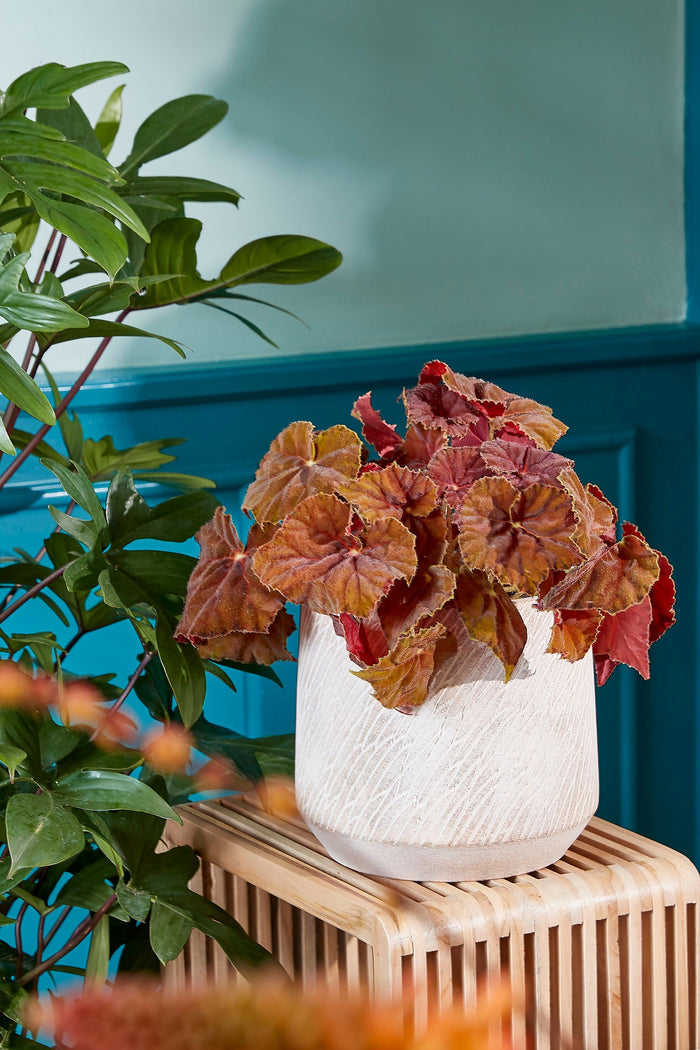 Mica Decorations Yonker Plantentafel - Set van 2 - Bruin