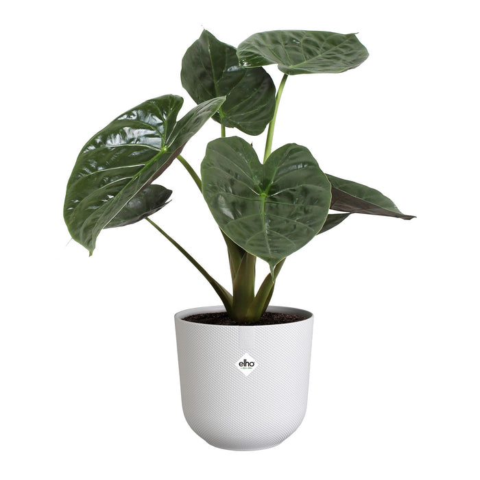 Elho Jazz Rond 35 - Wit - L 35 x B x H 32 cm - Binnen - 100% gerecycled