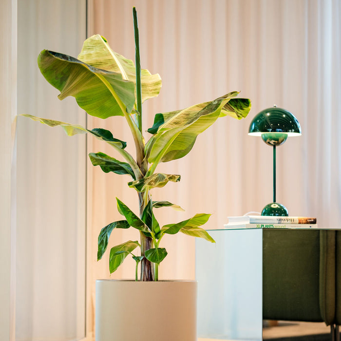 Elho Pure Cilinder Wheels 40 - Beige - L 40 x B x H 40 cm - Balkon, Binnen en Buiten - 100% gerecycled