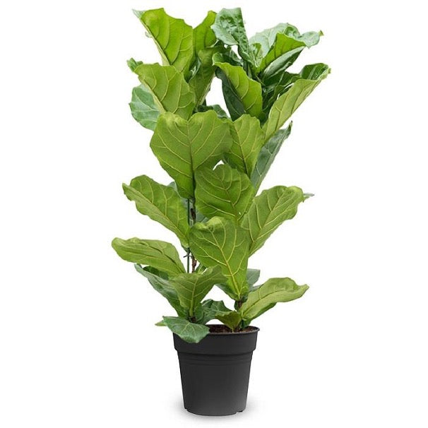 3. Stamplant