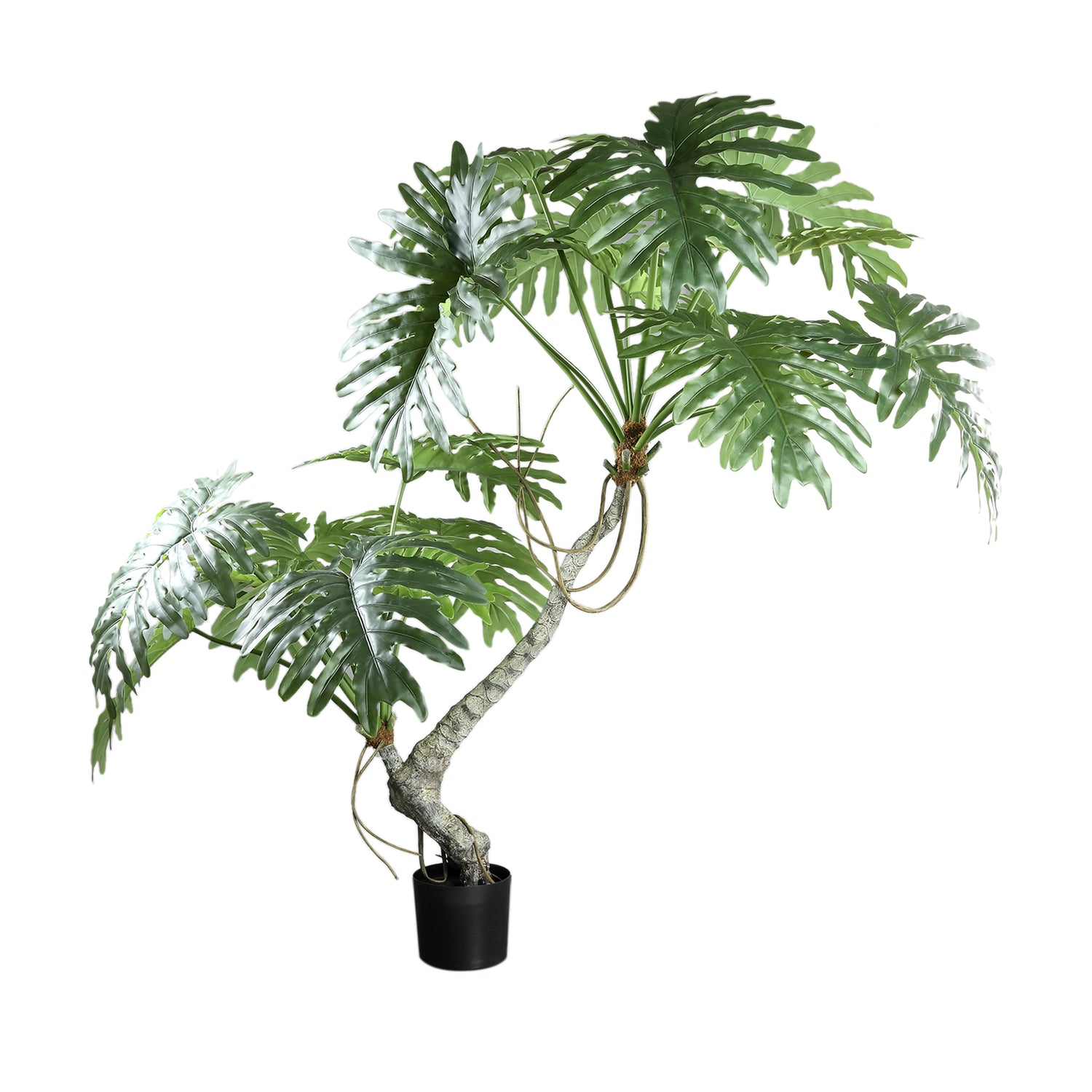 PTMD Tree Green Spring Rain Tree In Black Pot
