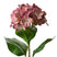 Clayre & Eef Kunstbloem Hortensia 68 cm Roze Kunststof