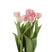 J-line - Tulpen In Pot Cement Grijs Plastiek Roze|groen - 34x31x49cm