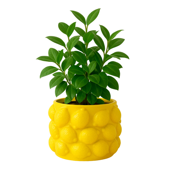 c7cab812-bcd4-4f9c-90da-de6c860c0239-afbeelding4.jpg (10456193) 