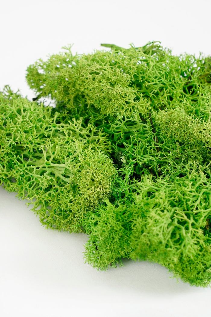 Mica Decorations Mossy Decoratiemos - 500 g - Groen