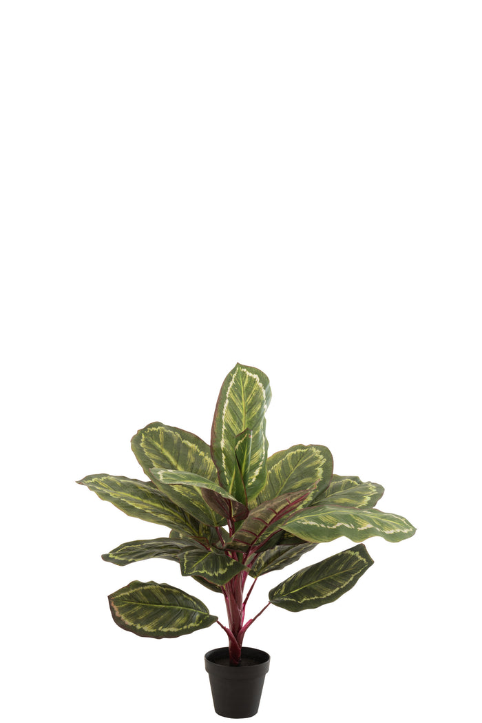 J-Line plant Peacock Plant In Pot - kunststof - groen