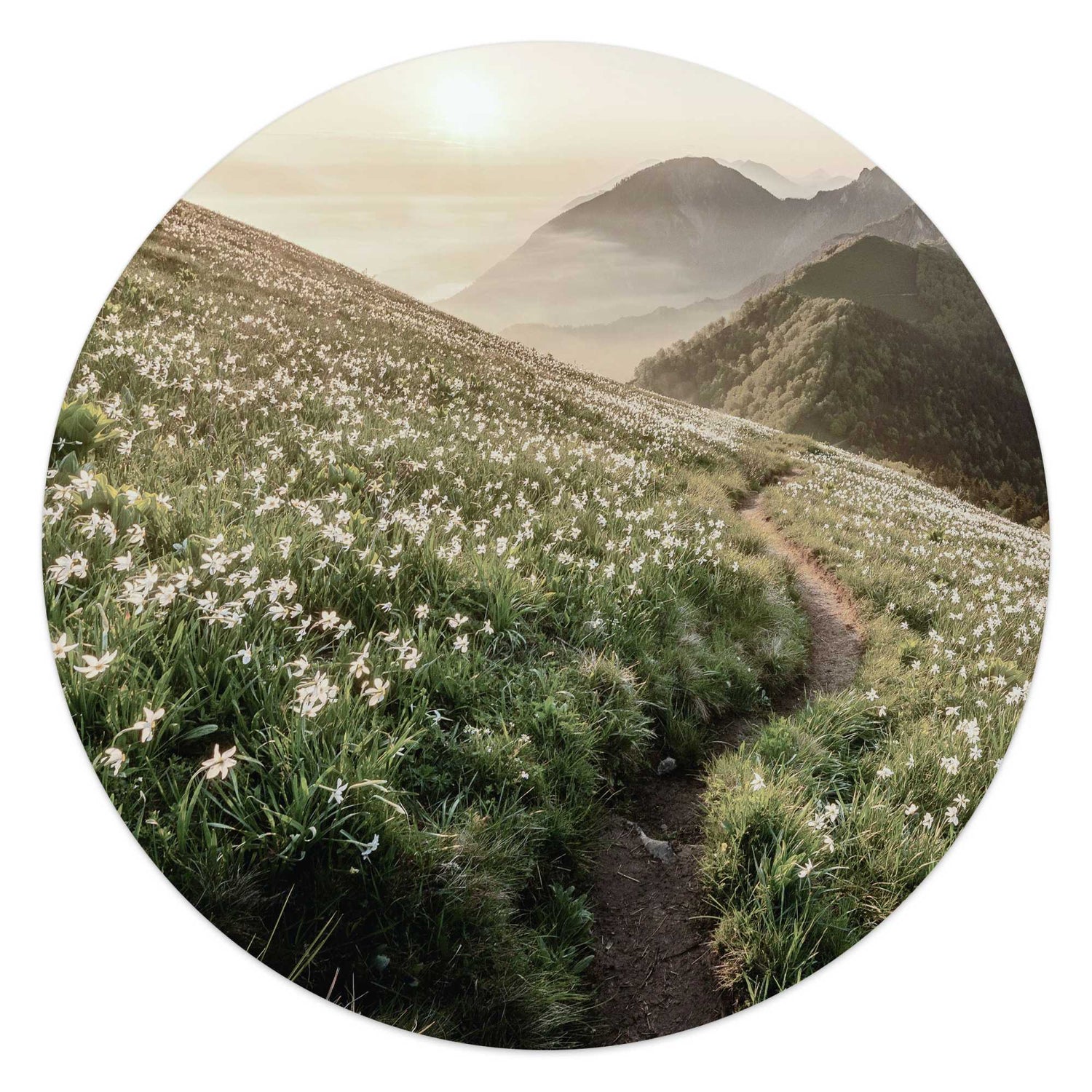 Reinders - Bergbloei in de ochtendzon - Glasschilderij Ø 50 cm - Groen