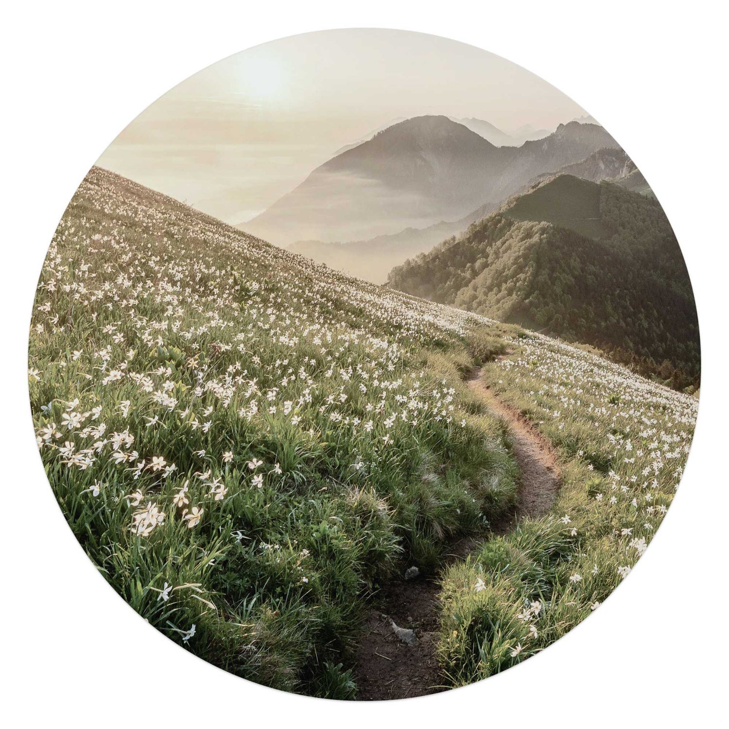 Reinders - Bergbloei in de ochtendzon - Glasschilderij Ø 70 cm - Groen