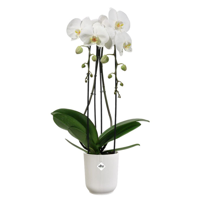 elho Vibes Fold Orchidee Hoog 12,5 - Zijdewit (Wit) - Ø 13 x H 15 cm -
