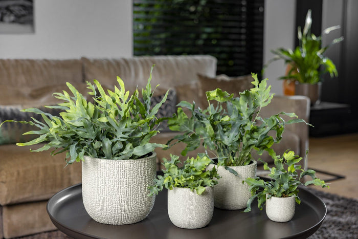 Capi Europe - Pot bol Skin - 17x15 - Zwart beige