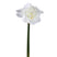 PTMD - Kunstbloem Amaryllis - Wit - 17x38x75cm