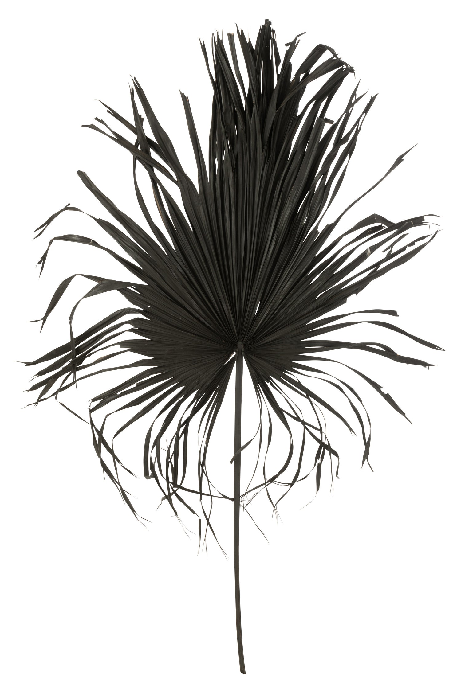 J-Line decoratie Palmblad - palmboom - zwart