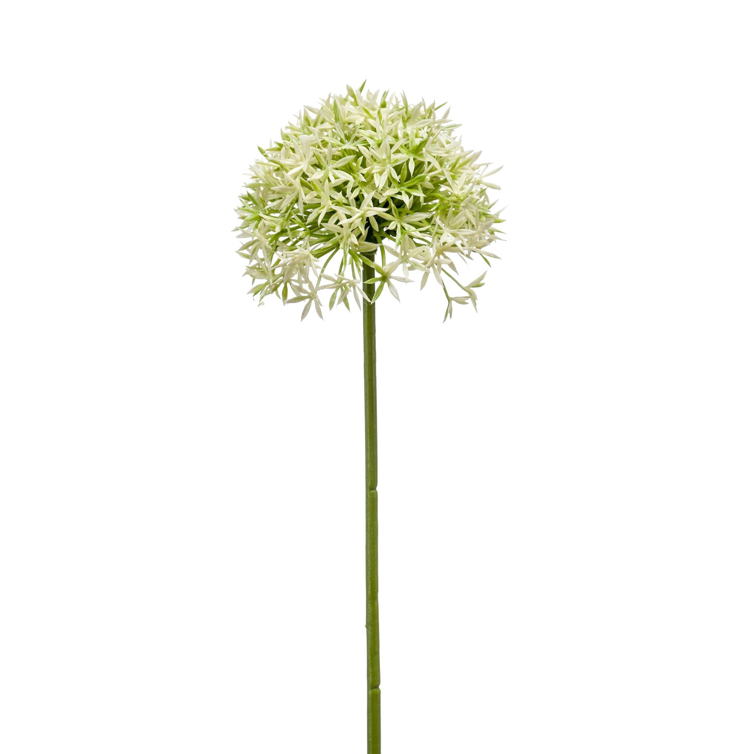 Fleurdirect Kunstbloem Allium - Groen - Polyester - 0x62x0cm (BxHxD)