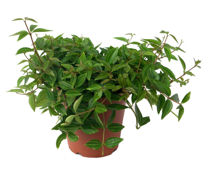 Fleur.nl | Peperomia Angulata Rocca Scuro | Vetplant Peperomia