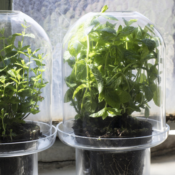 Serax Carnivore Vaas L