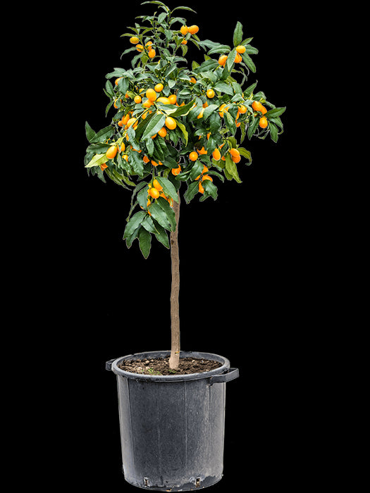 b82380bc-356b-49a9-9577-65898bcb660d-afbeelding3.jpg (1400515) 