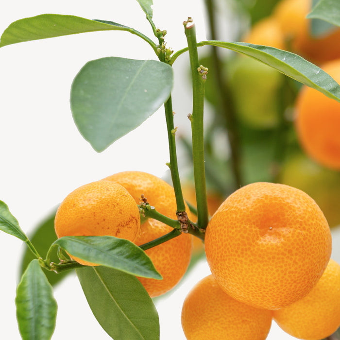 Fleurdirect Sinaasappelboom XXL