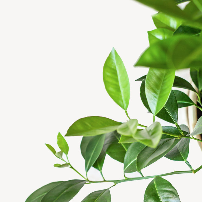 Fleurdirect Sinaasappelboom XXL