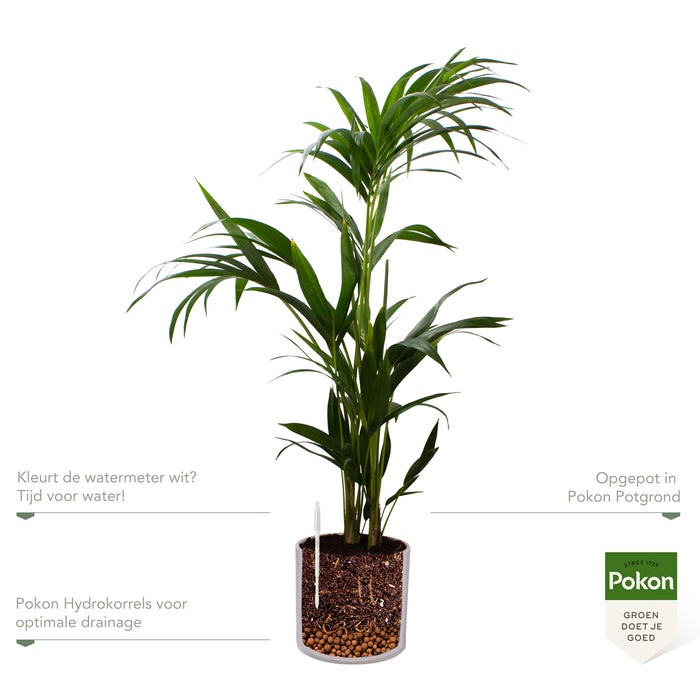 Pokon Kentia Palm incl. watermeter en voeding in Pot Wit ↕110 cm