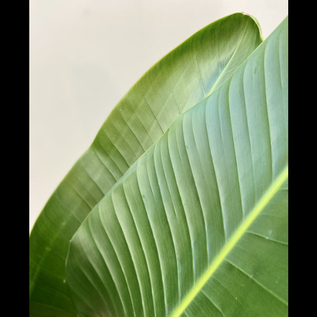 0c7b238b-eec1-4af0-894f-ade4af5d69c9-afbeelding5.jpg (1782586) 