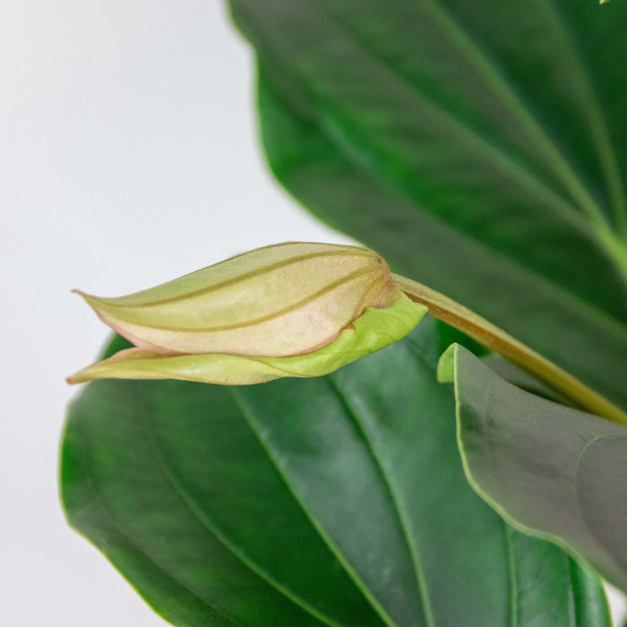 Bloomique - Medinilla  'Lambada' – Trosbloem – ⌀10,5 - ↕20-25