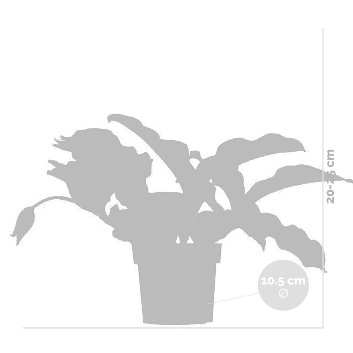 Bloomique - Medinilla  'Lambada' – Trosbloem – ⌀10,5 - ↕20-25