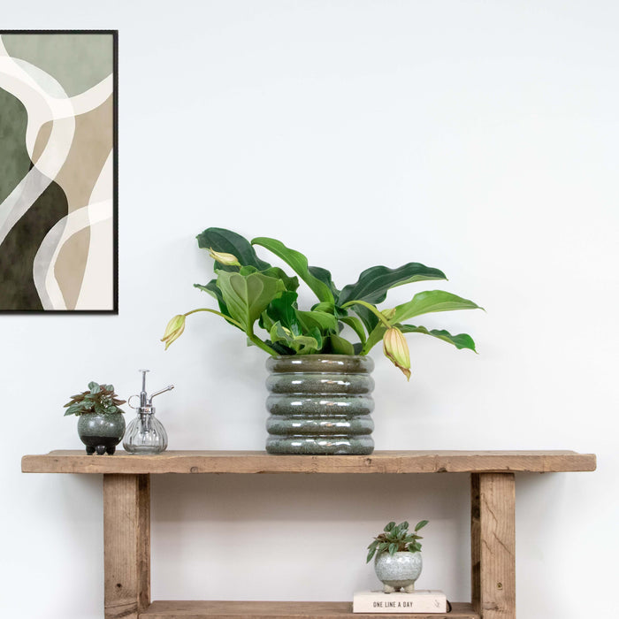 Bloomique - Medinilla  'Lambada' – Trosbloem – ⌀10,5 - ↕20-25