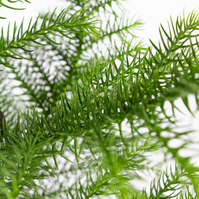 Bloomique - Apenboom - Araucaria - ⌀ 17 cm - ↕ 60 cm