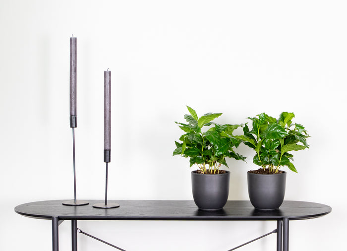 Bloomique - Koffieplant - Coffea Arabica 2x - ⌀ 12 cm - ↕ 25 cm